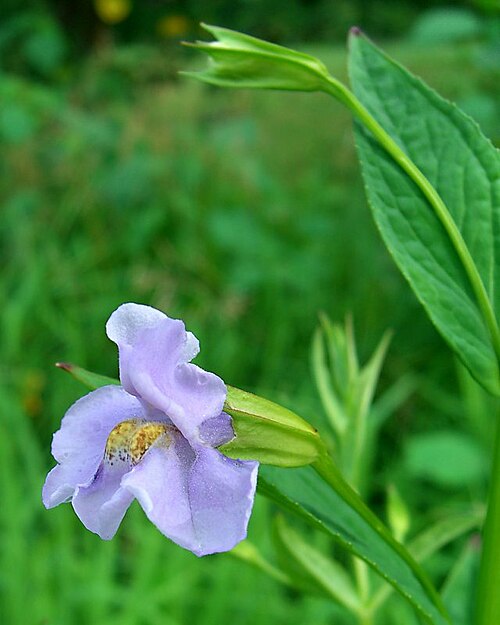 Allegheny monkeyflower: Scientific Name: Mimulus ringens L. – Common Name: Square Stem Monkey Flower – Certainty: positive ( notes ) – Location: Southern Appalachians; Smokies; CabinCo