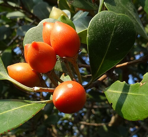 Coastal red milkwood: Mimusops caffra