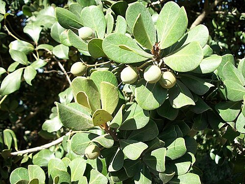 Coastal red milkwood: Green fruit and foliage of Mimusops caffra , Amanzimtoti .