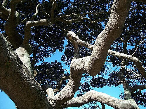 Coastal red milkwood: A large Mimusops caffra near Pipeline, Amanzimtoti .