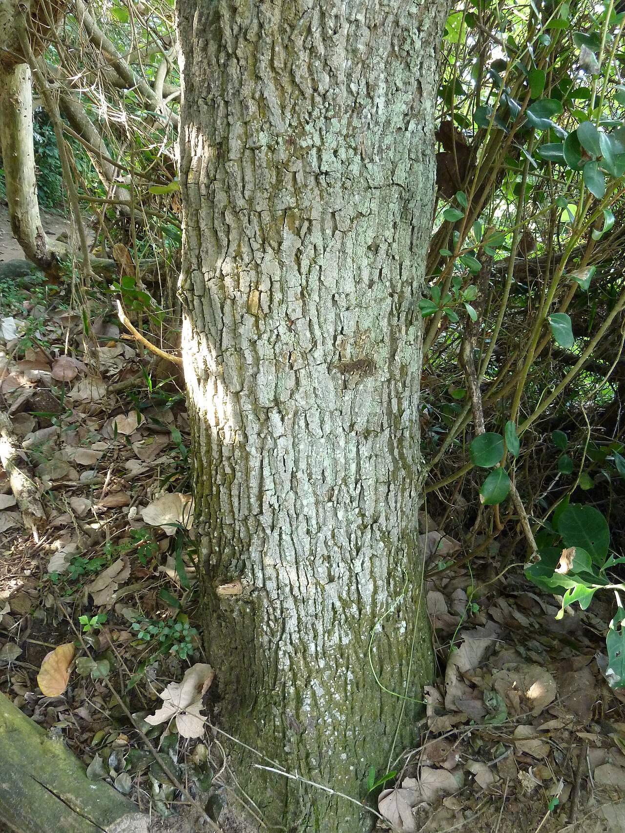 Coastal red milkwood: Trunk of a Coast red milkwood in the Umhlanga Lagoon Nature Reserve, Umhlanga, KwaZulu-Natal