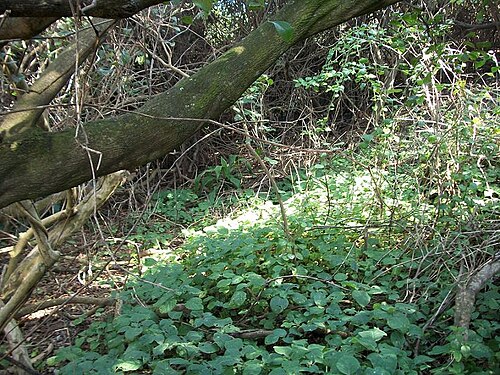 Coastal red milkwood: Shelter provided by Mimusops caffra near Pipeline, Amanzimtoti .
