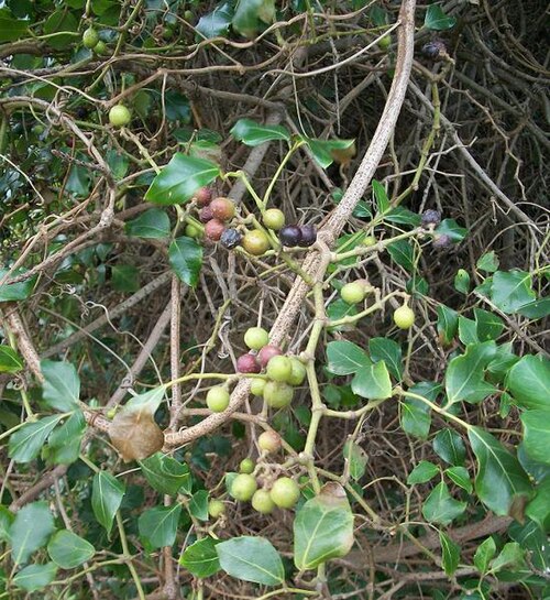 Coastal red milkwood: Rhoicissus rhomboidea supported by Mimusops caffra , Amanzimtoti .