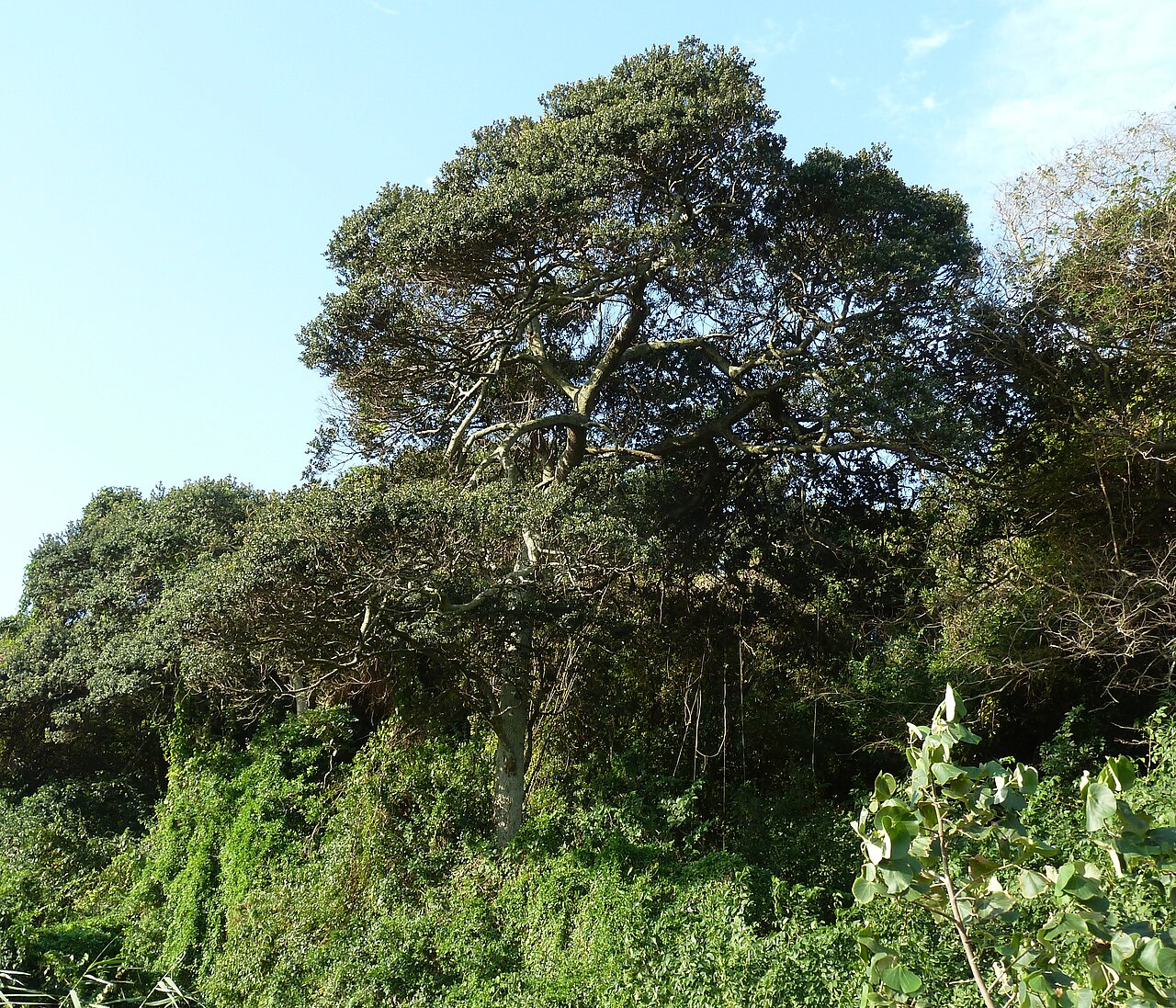 Coastal red milkwood: A mature Coast red milkwood on a coastal dune in the Umhlanga Lagoon Nature Reserve, KwaZulu-Natal