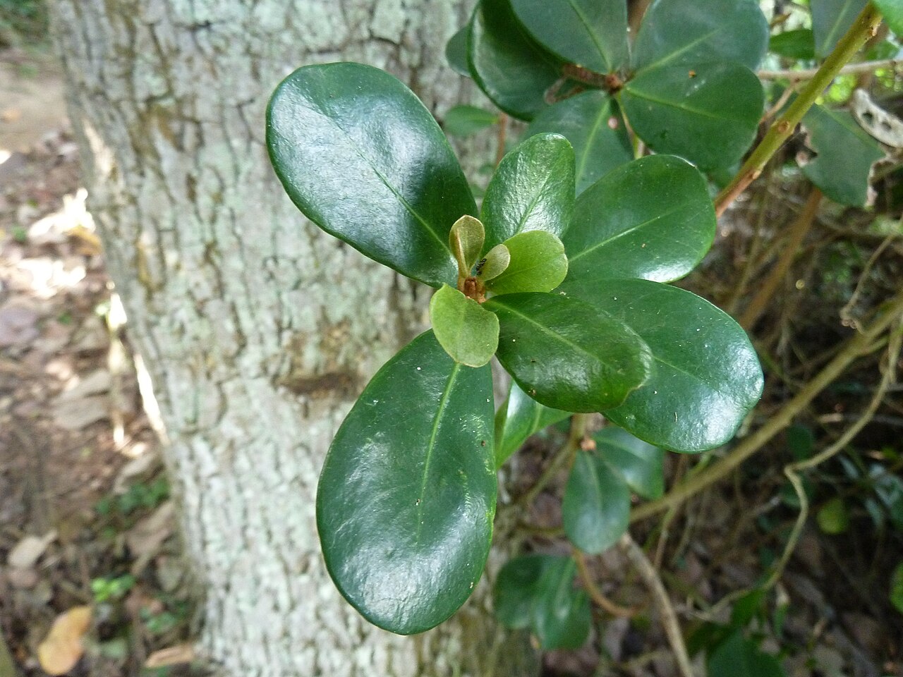 Coastal red milkwood: Coast red milkwood in the Umhlanga Lagoon Nature Reserve, Umhlanga, KwaZulu-Natal