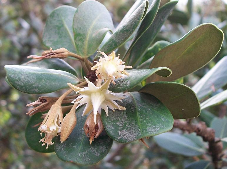 Coastal red milkwood: Flowers of Mimusops caffra , Amanzimtoti .