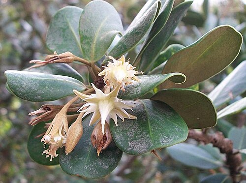 Coastal red milkwood: Flowers of Mimusops caffra , Amanzimtoti .
