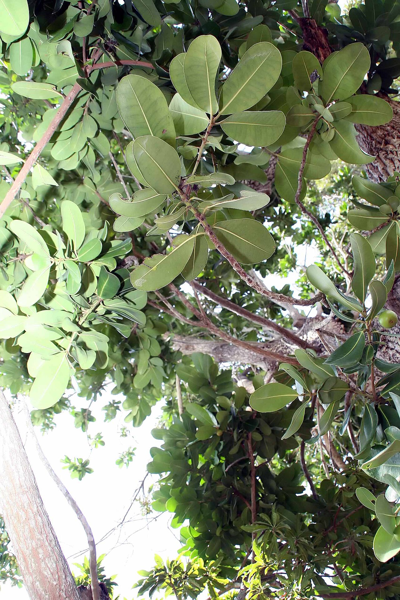 Mimusops balata: Location taken: Fairchild Tropical Botanic Garden, Miami, FL USA. Names: Mimusops balata (Aubl.) C.F.Gaertn., Assapookoo, Autranella, Balata Rouge, Mimusop Clas