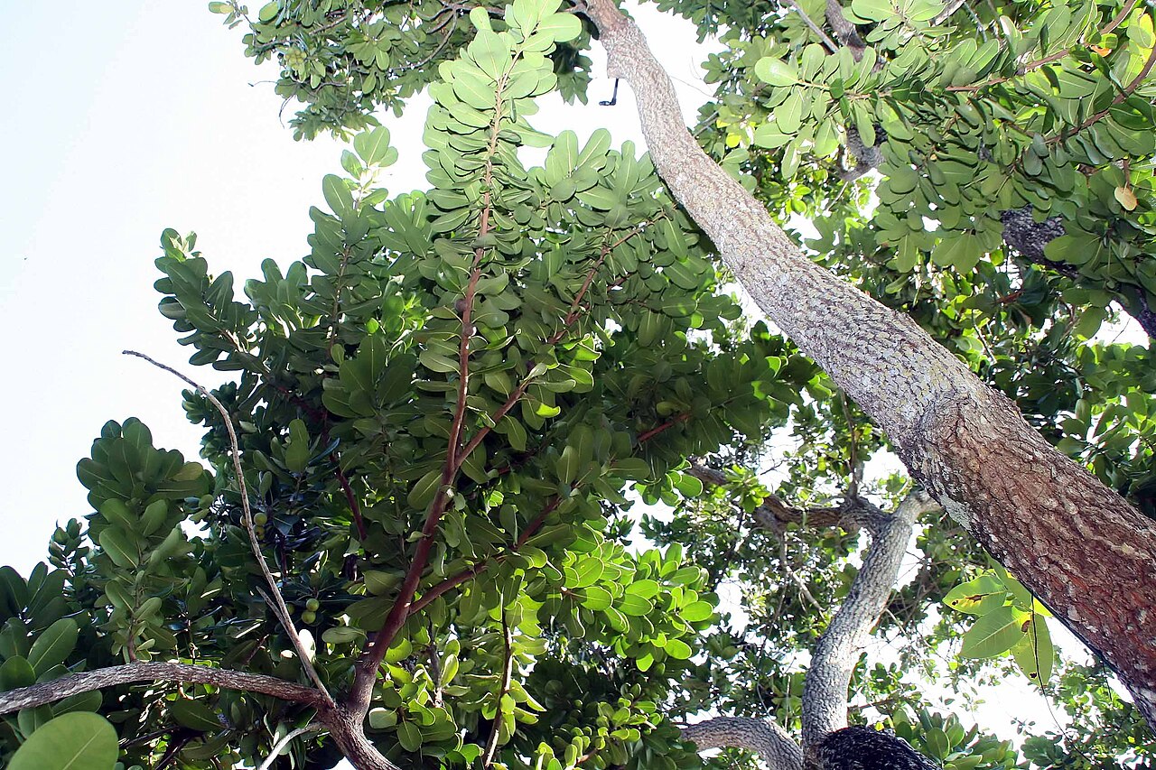 Mimusops balata: Location taken: Fairchild Tropical Botanic Garden, Miami, FL USA. Names: Mimusops balata (Aubl.) C.F.Gaertn., Assapookoo, Autranella, Balata Rouge, Mimusop Clas
