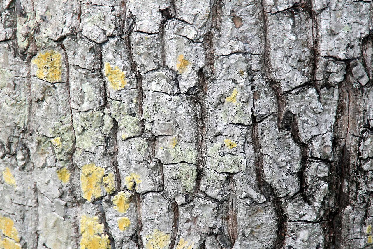 Mimusops balata: Location taken: Fairchild Tropical Botanic Garden, Miami, FL USA. Names: Mimusops balata (Aubl.) C.F.Gaertn., Assapookoo, Autranella, Balata Rouge, Mimusop Clas