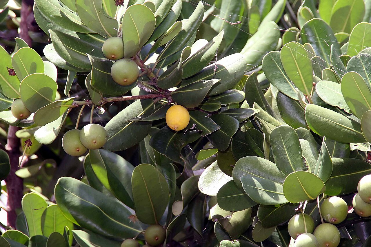 Mimusops balata: Location taken: Fairchild Tropical Botanic Garden, Miami, FL USA. Names: Mimusops balata (Aubl.) C.F.Gaertn., Assapookoo, Autranella, Balata Rouge, Mimusop Clas