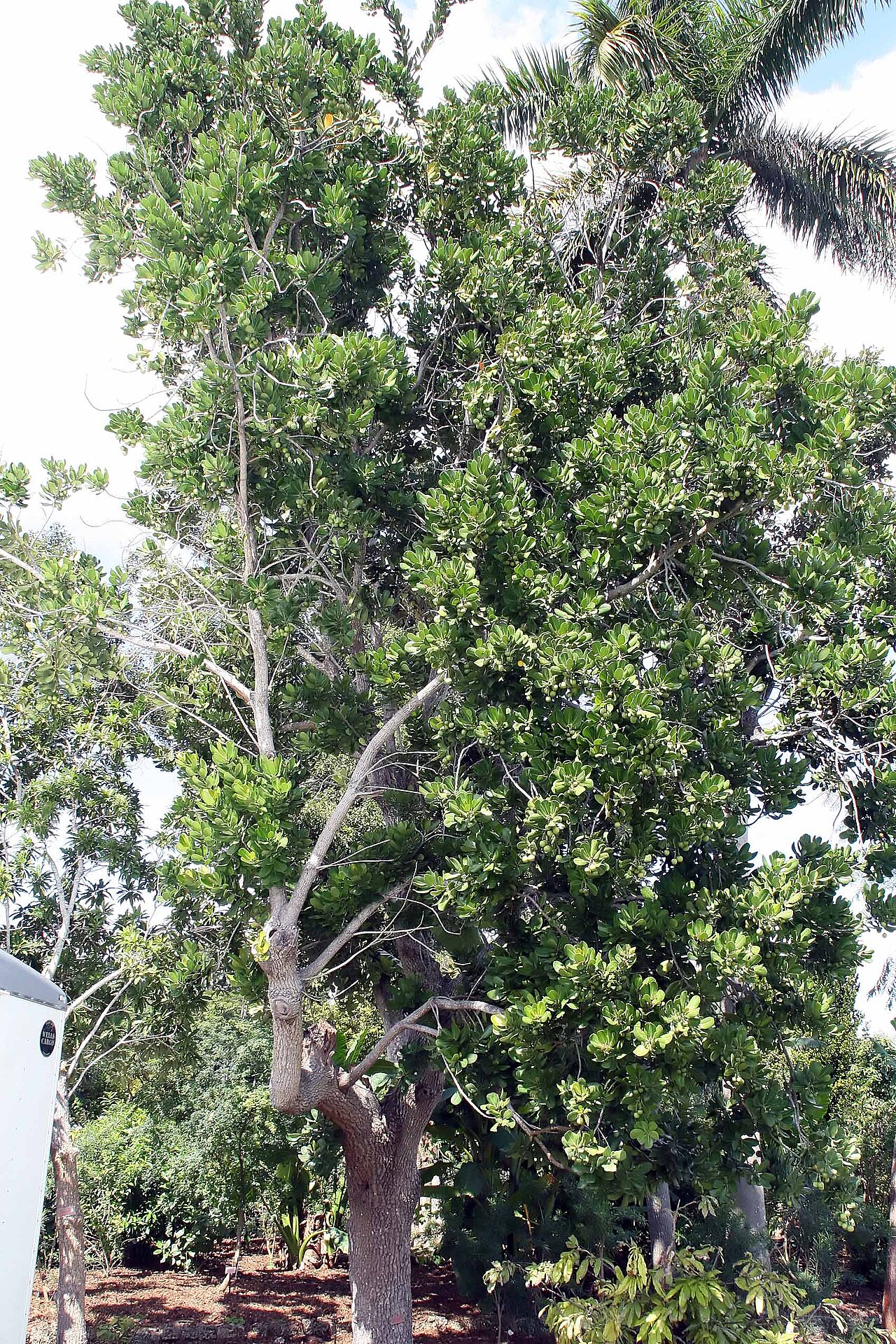 Mimusops balata: Location taken: Fairchild Tropical Botanic Garden, Miami, FL USA. Names: Mimusops balata (Aubl.) C.F.Gaertn., Assapookoo, Autranella, Balata Rouge, Mimusop Clas