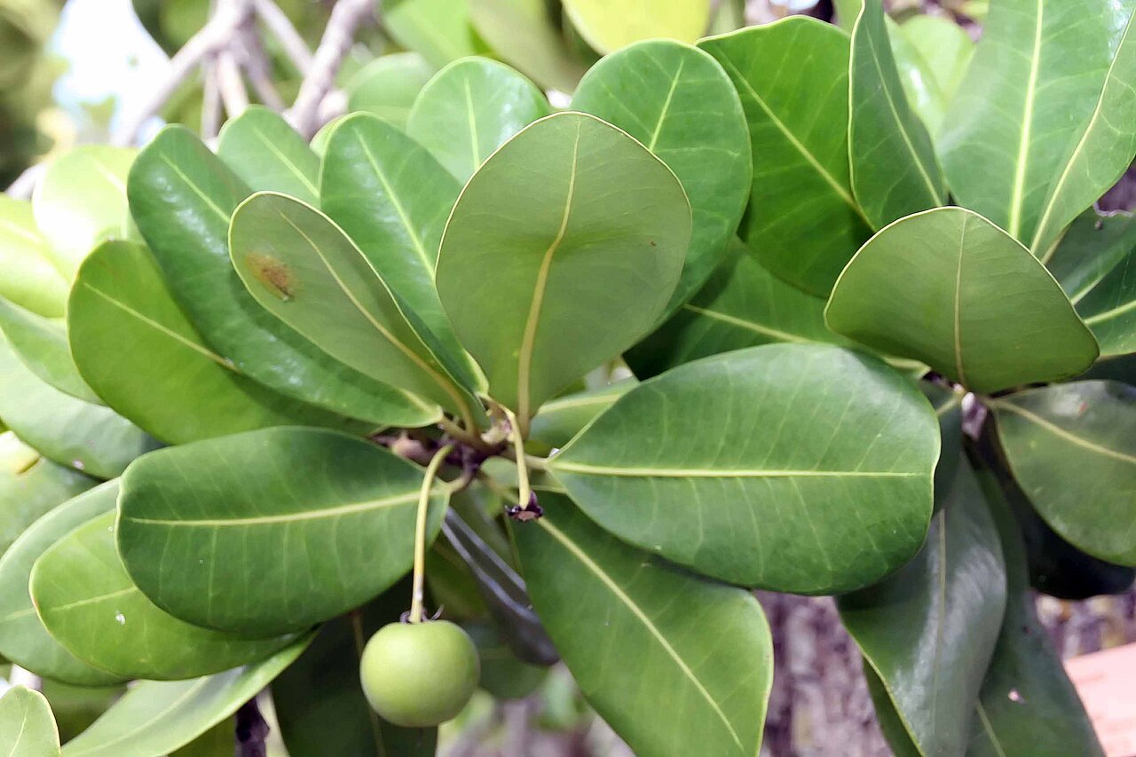 Mimusops balata: Location taken: Fairchild Tropical Botanic Garden, Miami, FL USA. Names: Mimusops balata (Aubl.) C.F.Gaertn., Assapookoo, Autranella, Balata Rouge, Mimusop Clas