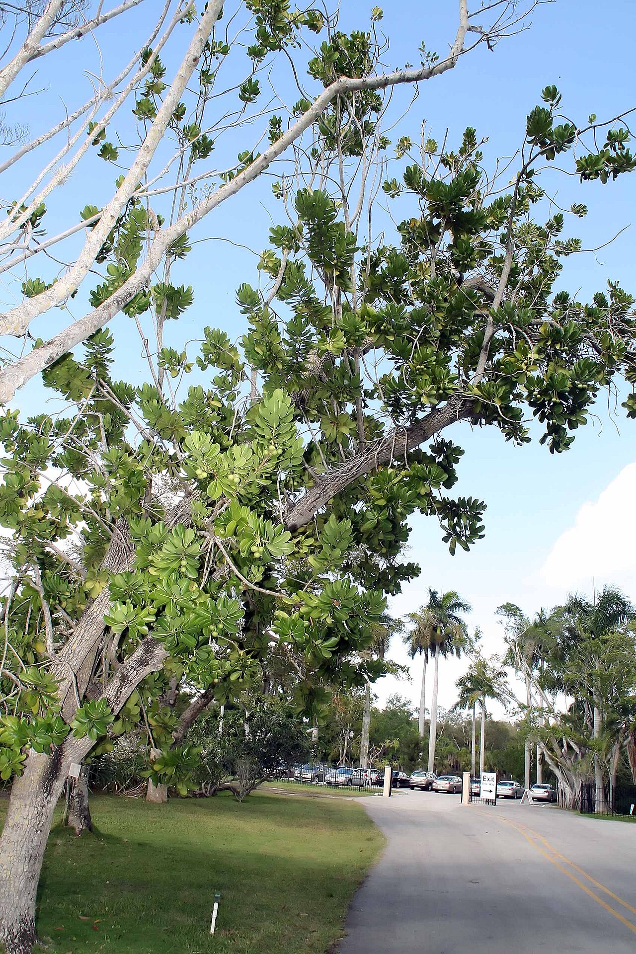 Mimusops balata: Location taken: Fairchild Tropical Botanic Garden, Miami, FL USA. Names: Mimusops balata (Aubl.) C.F.Gaertn., Assapookoo, Autranella, Balata Rouge, Mimusop Clas