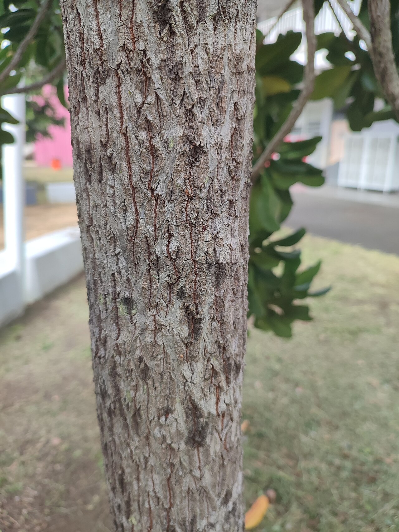 Mimusops: Mimusops coriacea in New Caledonia