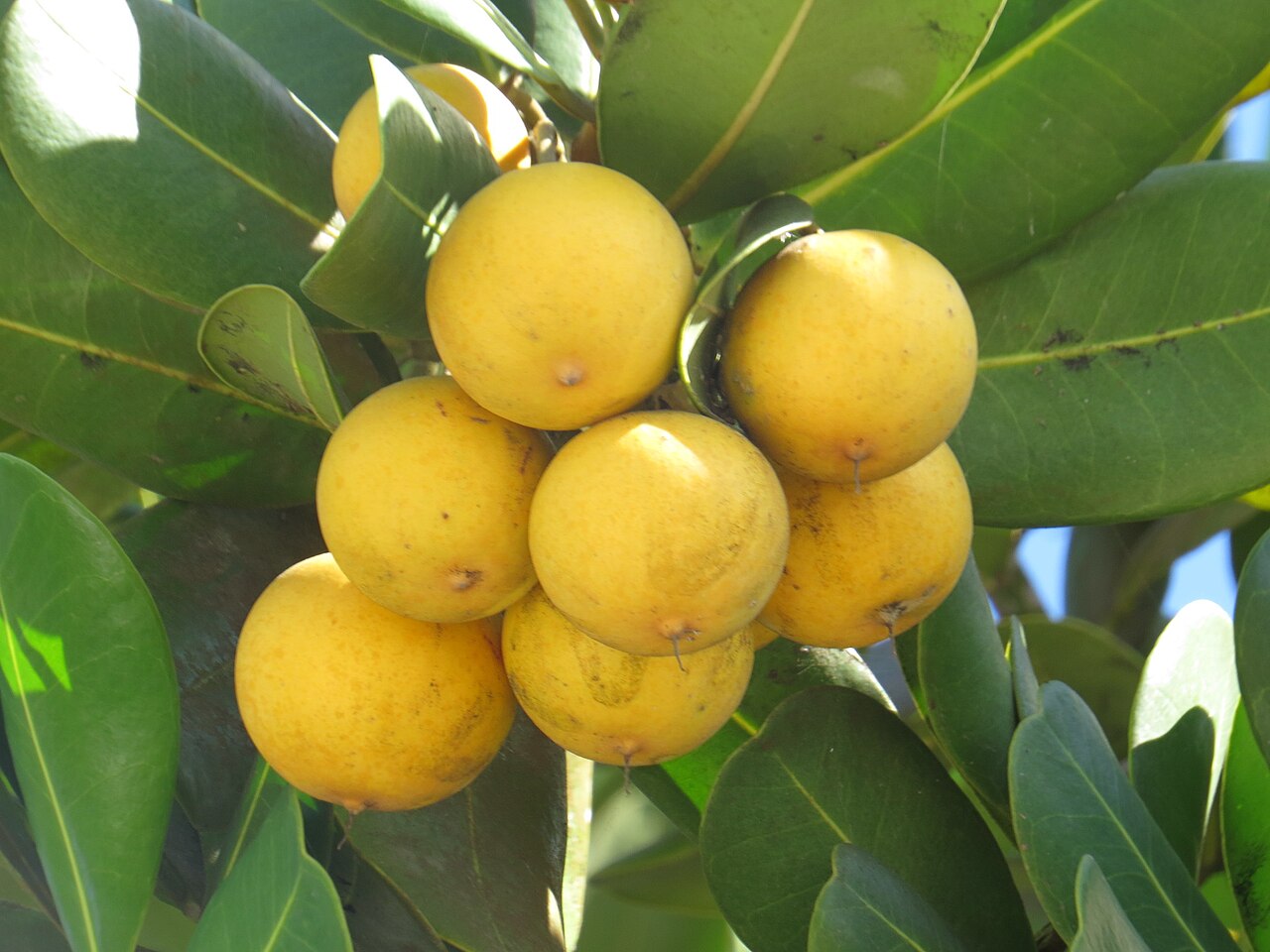 Mimusops: Mimusops coriacea in Brazil