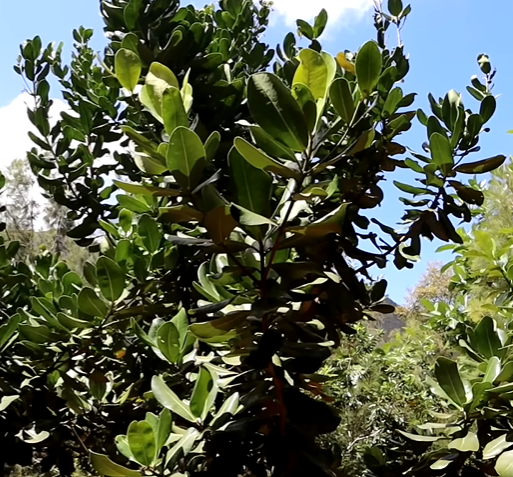 Mimusops: Tree of Mimusops coriacea
