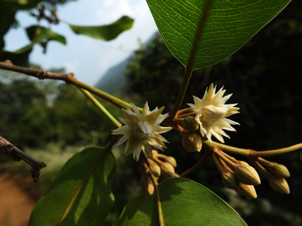 Spanish cherry (Mimusops elengi)