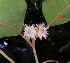 Spanish cherry (Mimusops elengi)