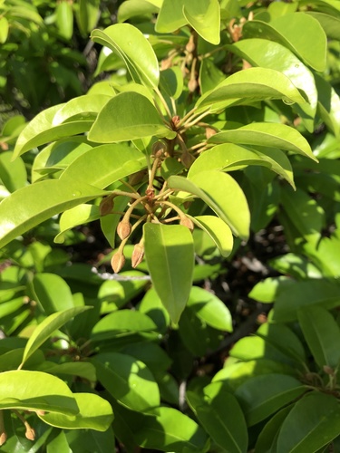 Spanish cherry (Mimusops elengi)