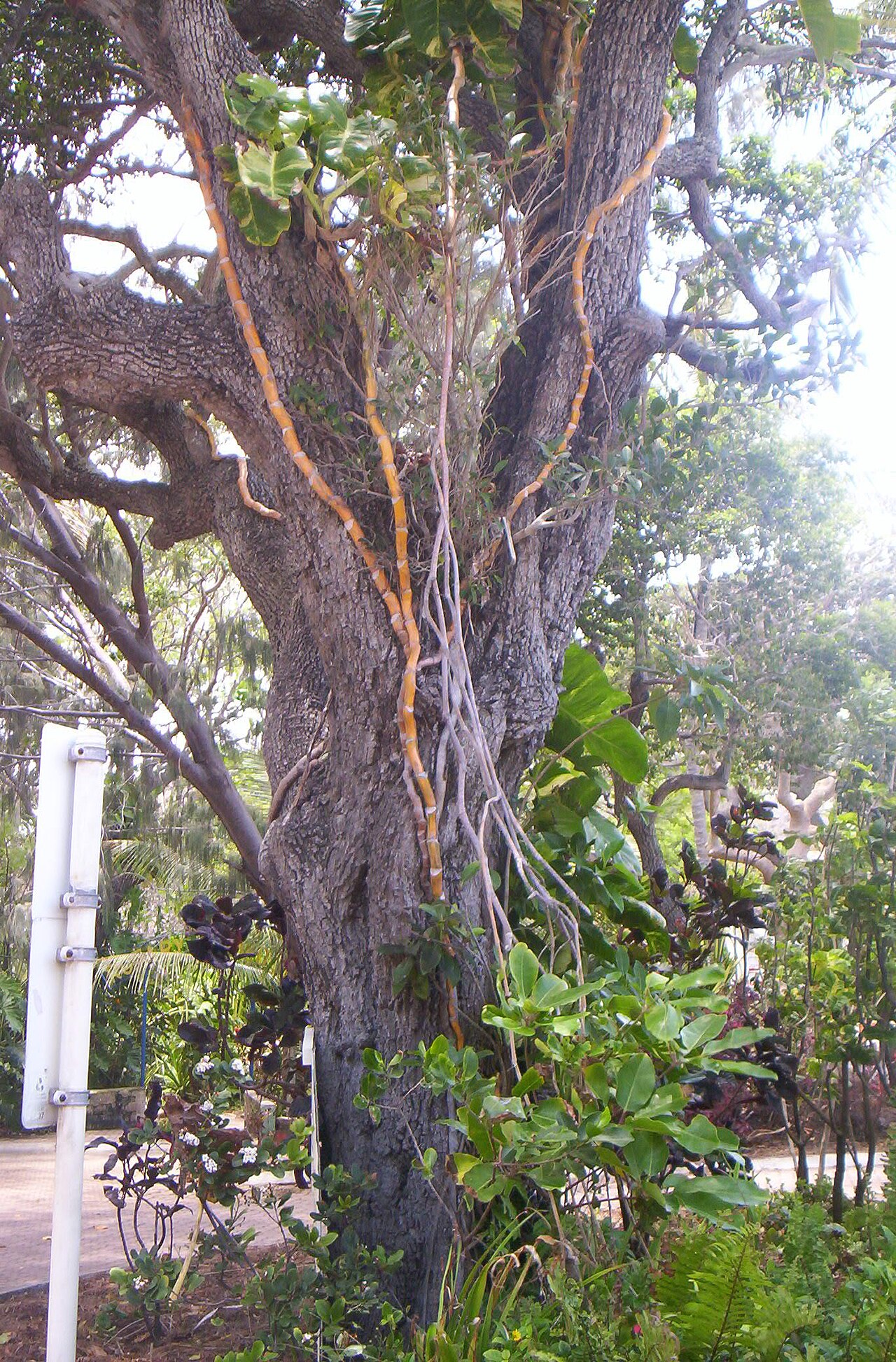 Spanish cherry: The flora of Bowen, Queensland is mostly ornamental in urban areas, though significant remnants of the original flora remain.