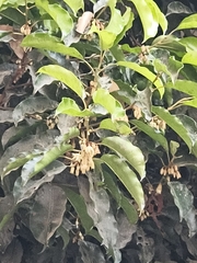 Spanish cherry (Mimusops elengi)