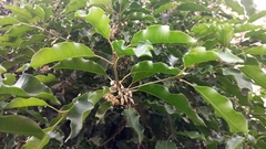 Spanish cherry (Mimusops elengi)