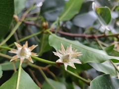Spanish cherry (Mimusops elengi)