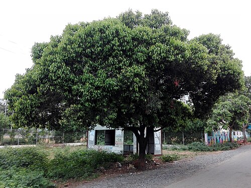 Spanish cherry: A Bulletwood tree (Mimusops elengi) in Kakinada