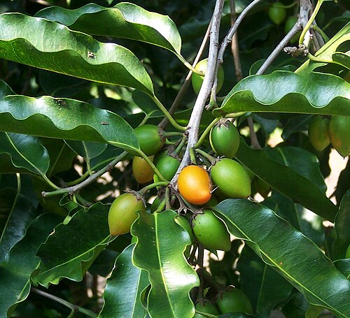 Spanish cherry: Mimusops elengi fruits. Bogor, West Java .