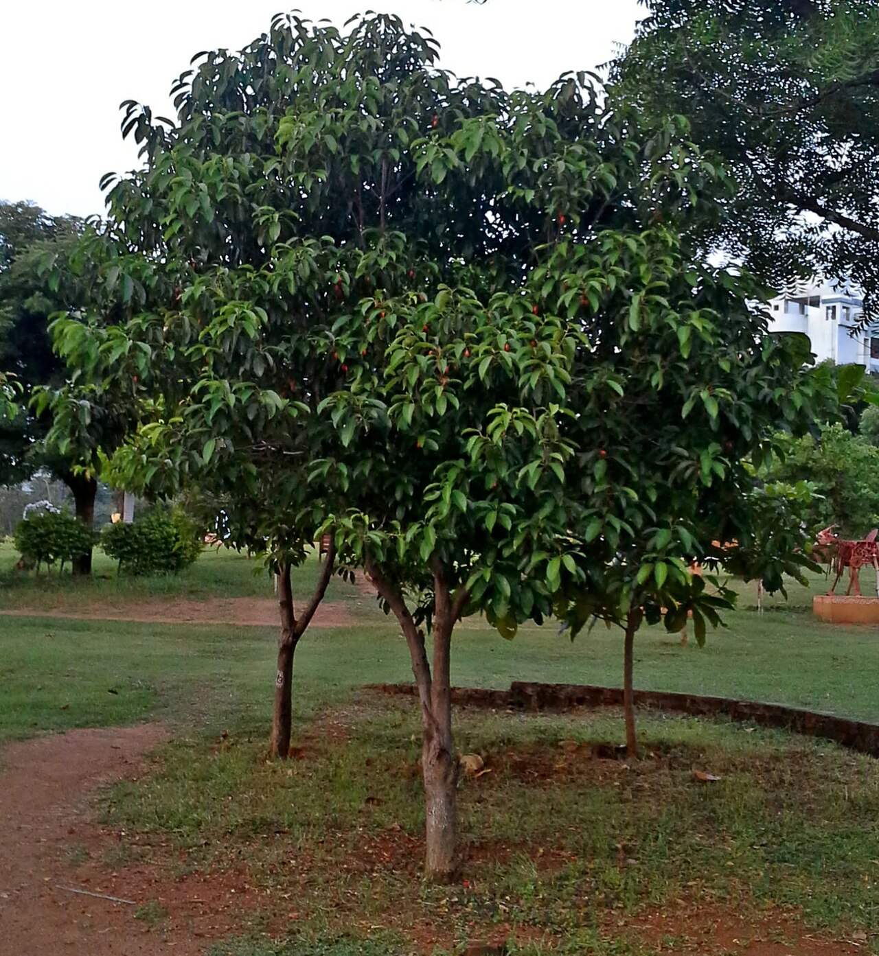 Spanish cherry: A Bulletwood tree (Mimusops elengi) at Shilparamam Jaatara, Madhurawada in Visakhapatnam