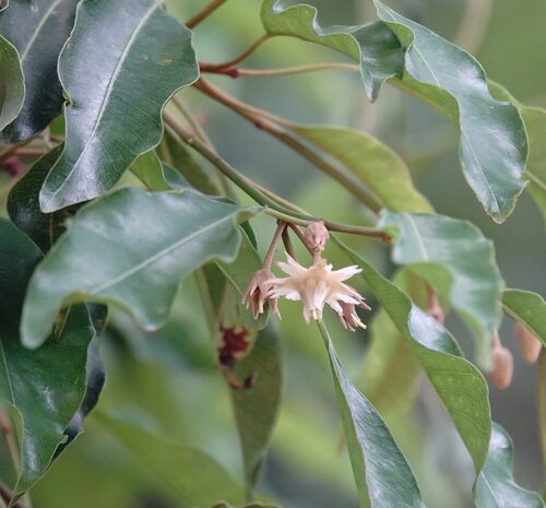 Spanish cherry (Mimusops elengi)