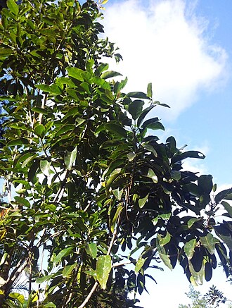 Mimusops erythroxylon: Makak tree - Mimusops erythroxylon - Monvert Arboretum