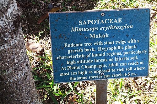 Mimusops erythroxylon: Makak tree - Mimusops erythroxylon - Monvert Arboretum