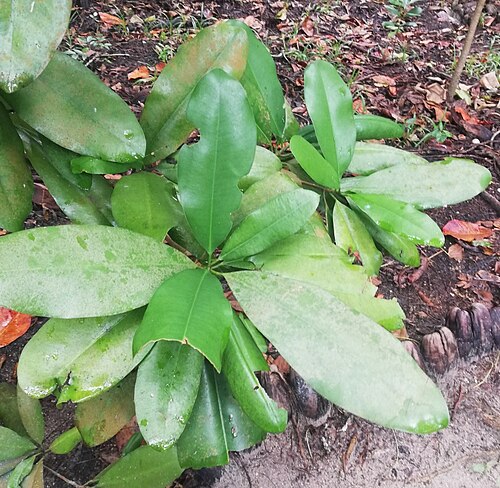 Mimusops sechellarum: Mimusops sechellarum foliage detail