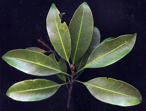 Transvaal red milkwood: Mimusops zeyheri Sond. leaves - own image