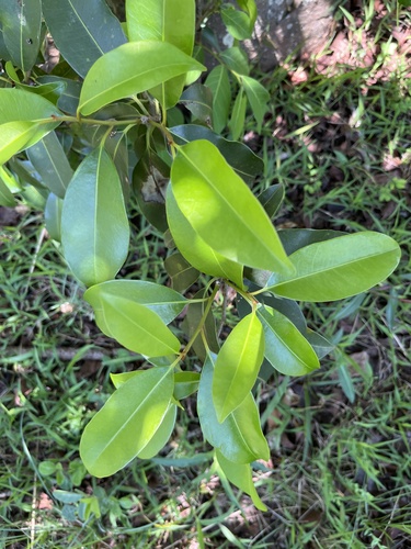 Transvaal red milkwood (Mimusops zeyheri)