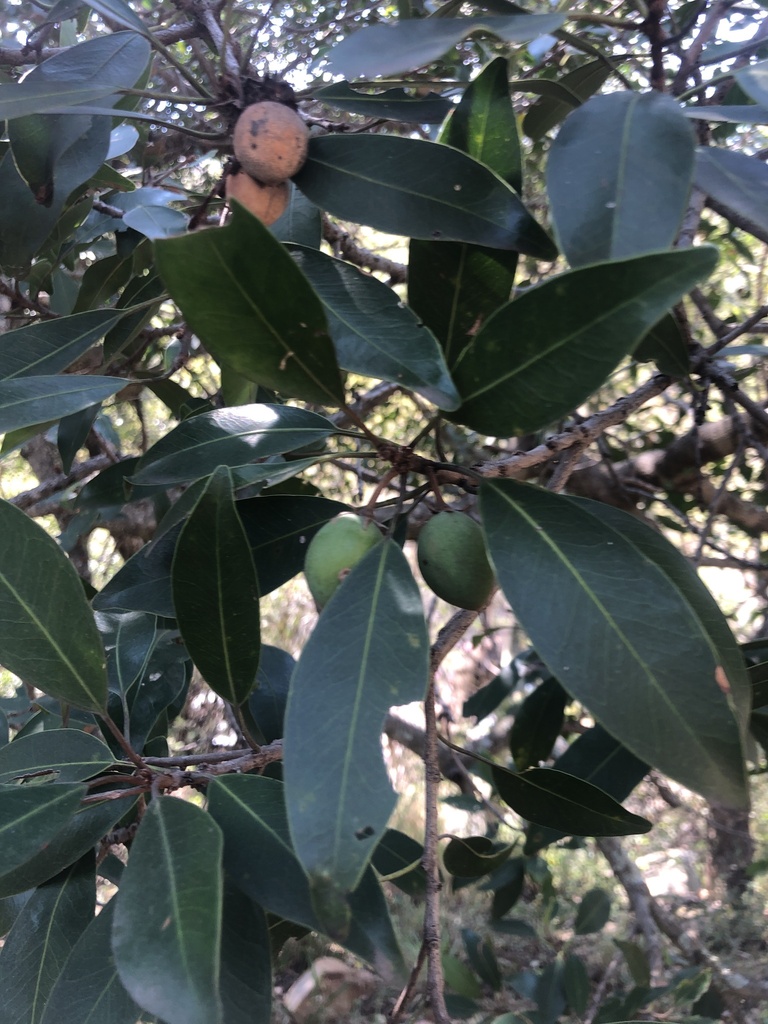Transvaal red milkwood (Mimusops zeyheri)