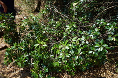 Transvaal red milkwood (Mimusops zeyheri)