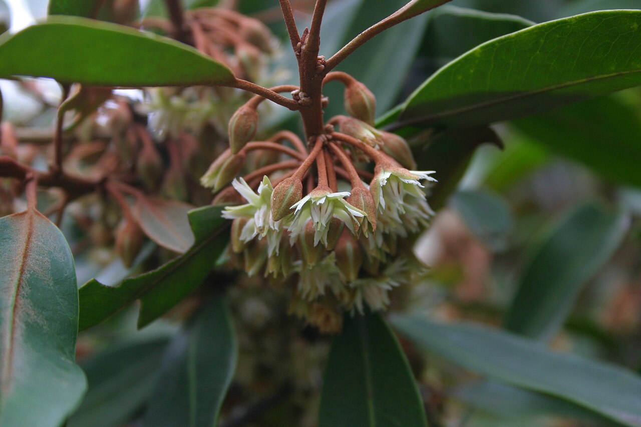 Transvaal red milkwood: Mimusops zeyheri Sond. flowers - own image