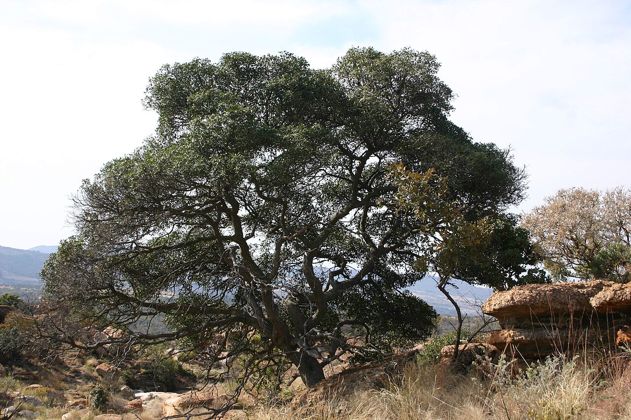 Transvaal red milkwood: Mimusops zeyheri on north-facing dipslope of Magaliesberg at Hamerkop
