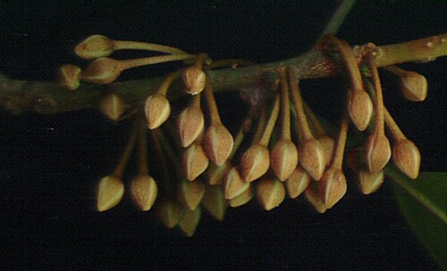 Transvaal red milkwood: Mimusops zeyheri Sond. flower buds