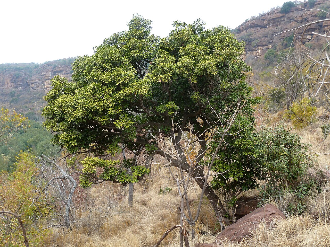 Transvaal red milkwood: Habit of a Transvaal red milkwood at Little Eden, De Tweedespruit conservancy, Gauteng