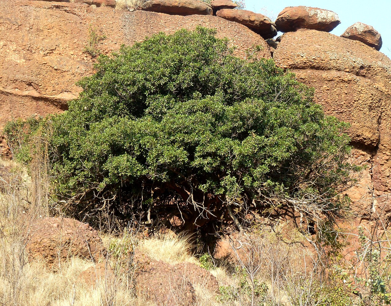 Transvaal red milkwood: Habit of a Transvaal red milkwood at Little Eden, De Tweedespruit conservancy, Gauteng