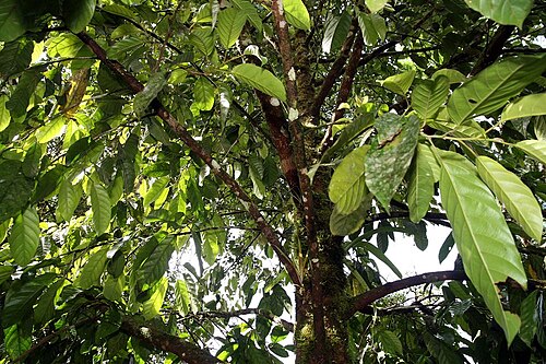 Black manwood: Location taken: Wilson Botanical Garden, Las Cruces Biological Station, Costa Rica. Names: Minquartia guianensis Aublet, Acariguara, Arekuma, Black Manwood, Car