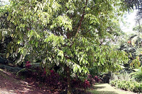 Black manwood: Location taken: Wilson Botanical Garden, Las Cruces Biological Station, Costa Rica. Names: Minquartia guianensis Aublet, Acariguara, Arekuma, Black Manwood, Car