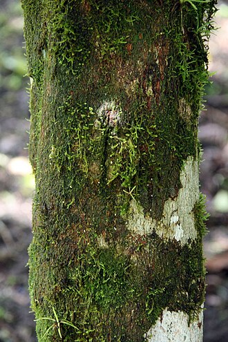 Black manwood: Location taken: Wilson Botanical Garden, Las Cruces Biological Station, Costa Rica. Names: Minquartia guianensis Aublet, Acariguara, Arekuma, Black Manwood, Car