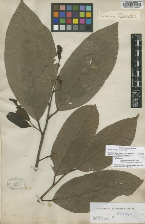 Black manwood: Minquartia guianensis Aubl. - herbier collecté par Aublet en Guyane, conservé au British Museum BM000028175