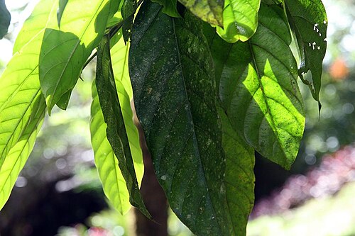 Black manwood: Location taken: Wilson Botanical Garden, Las Cruces Biological Station, Costa Rica. Names: Minquartia guianensis Aublet, Acariguara, Arekuma, Black Manwood, Car
