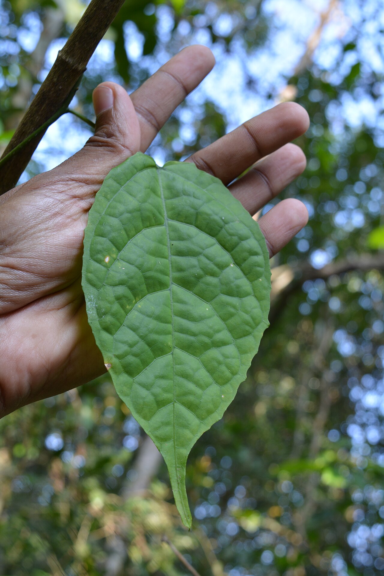 Miquelia dentata: Photos from Aralam Wildlife Santuary, Kerala 2017